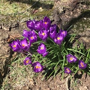 Meet your Posher, Dennis